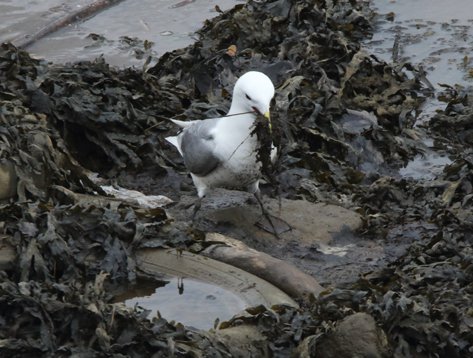 Monday, 27 May 2024. This photo from today shows a River Tyne kittiwake collecting seaweed as nesting material. Many nests are under construction and many already completed. Much activity is to be seen. Lots of eggs will be under incubation. It’s an exciting and interesting time!