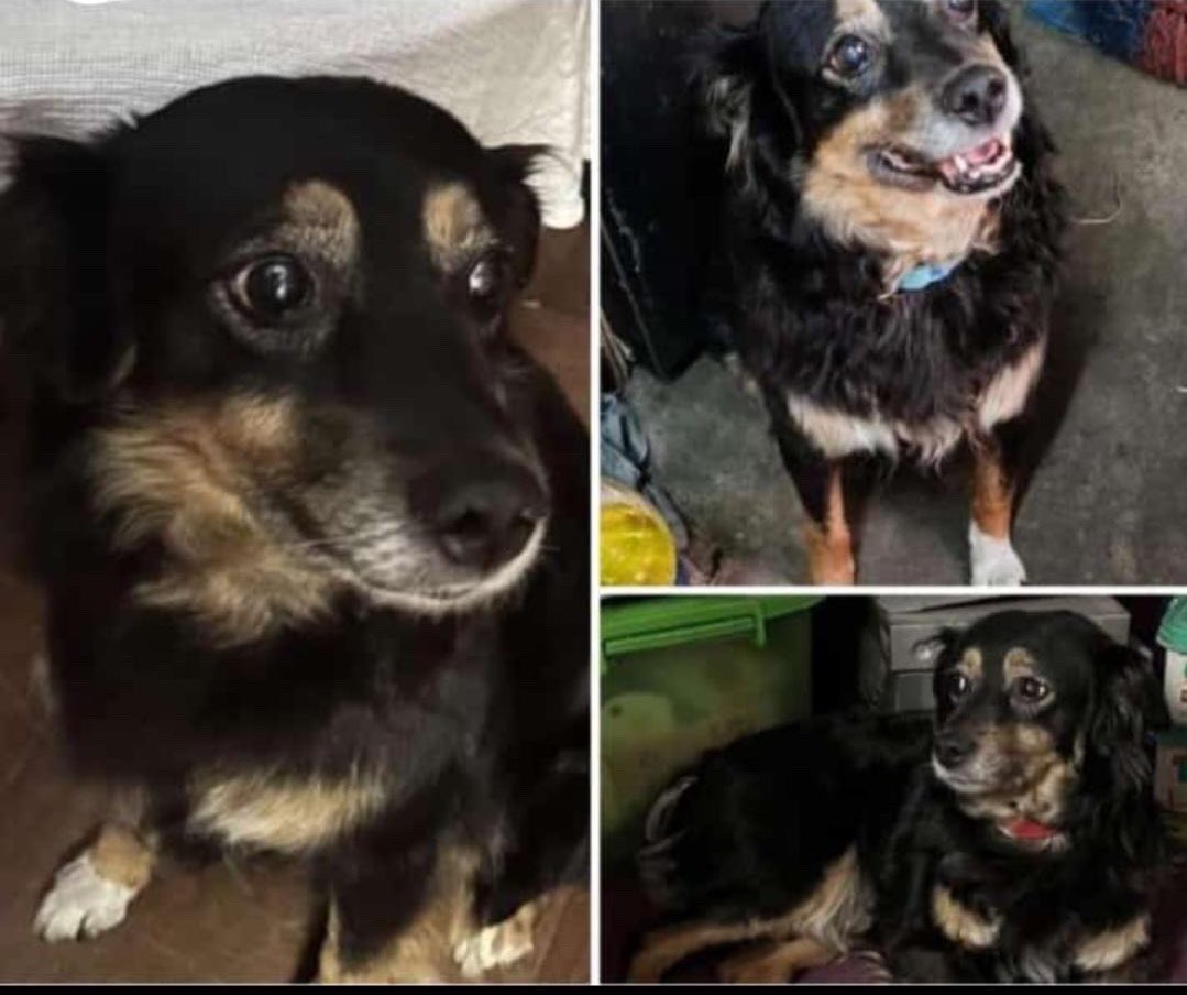 Perrita anciana de 12 años se perdió en Miraflores el 12 de Mayo

Cerca al parque y fue vista el 15 de mayo por la cuadra 12 de La Paz, Miraflores. 

Podría estar aún en el distrito o alrededores como Barranco, San Isidro, Magdalena. 

Si la ven por favor retenerla 948730212.