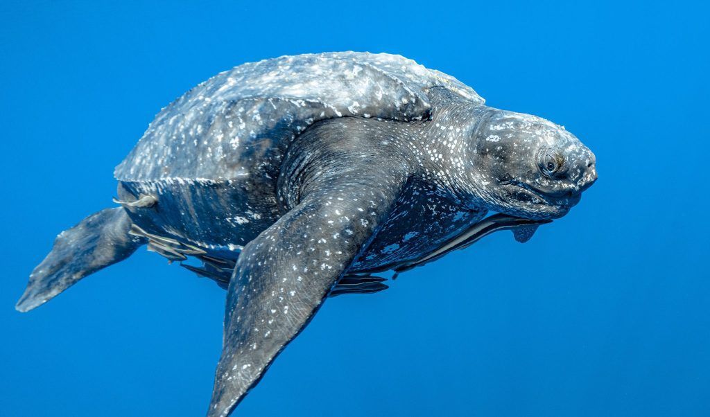 NEWS: Meet the Leatherback: A Giant, Deep-Diving Migrant of the Open Seas bit.ly/4azOLpf