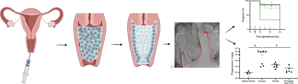 Hypotonic, gel-forming delivery system for vaginal drug administration. | Laura M. Ensign @JHU_ChemBE | @CRS_FG_SkinMuco #VaginalDelivery #GelForming doi.org/10.1016/j.jcon…