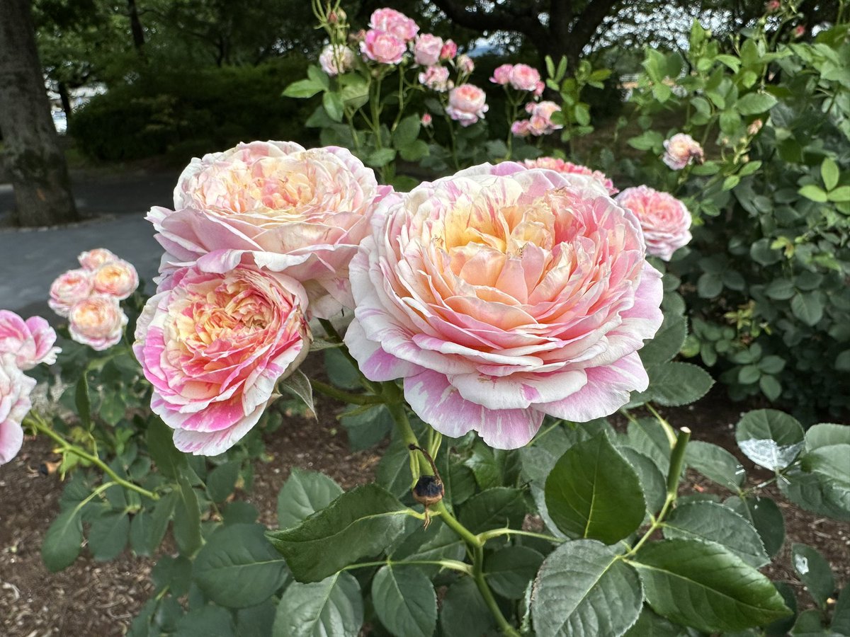 lierre8787's tweet photo. まるで絵画のようなバラ
クロード　モネ

ピンクと黄色の絞りが
可愛いです

Good morning🙋‍♀️ https://t.co/q1jcynm4pG