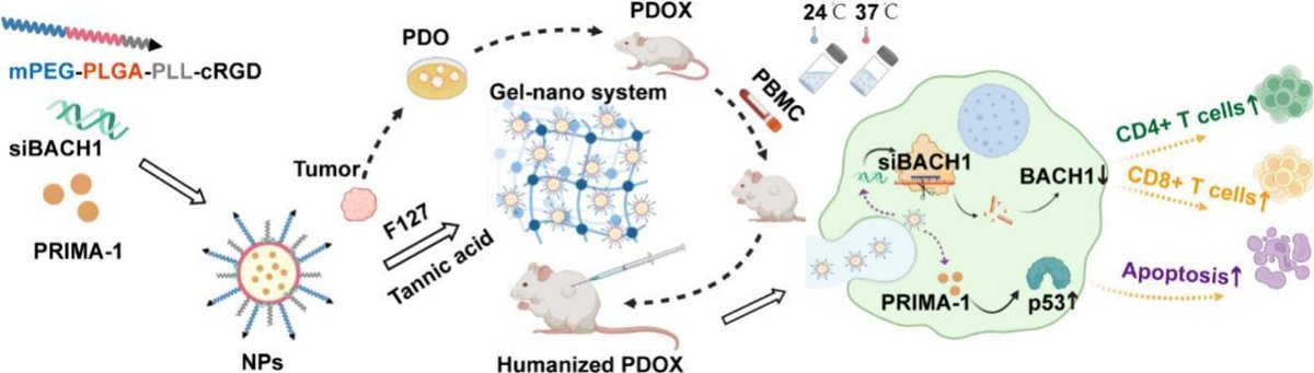 Thermosensitive gel-nano system against esophageal cancer via restoring p53 activity and boosting T-cell immunity. | Yourong Duan @sjtu1896 | #thermosensitive #gel #Tcell doi.org/10.1016/j.jcon…