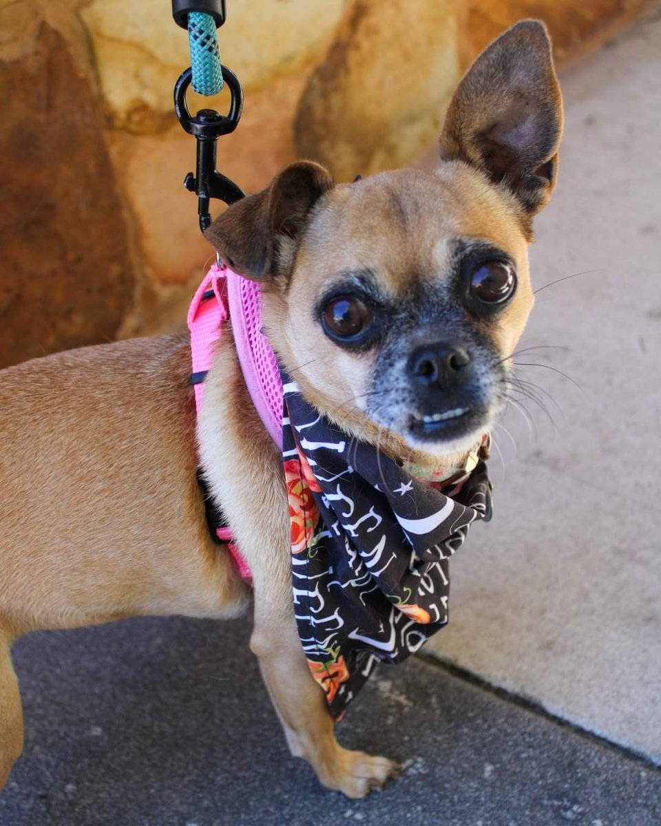 My name is Bunuelo, I’m an 8-year-old chug. That’s half pug, half chihuahua! Some of my favorite things are toys, walks and adventures. Will you get your application in for me? I can’t wait to meet you! austinpugrescue.com/adoption-appli…