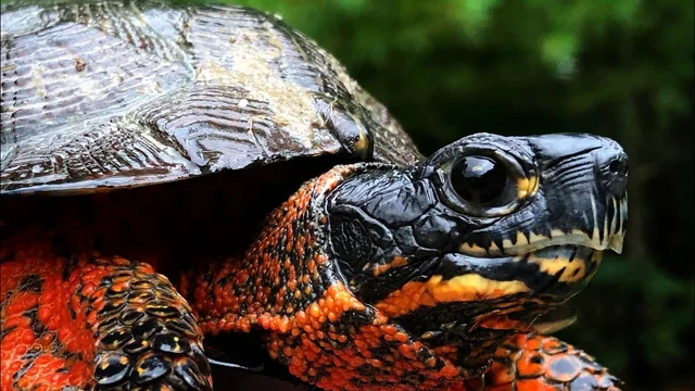 Defend Wood Turtles from a Dangerous Oil Pipeline, The Line 5 crude oil pipeline. Tell the Federal Government to protect at-risk wildlife and drinking water by shutting down the Line 5 oil pipeline. support.nwfactionfund.org/page/68168/act…