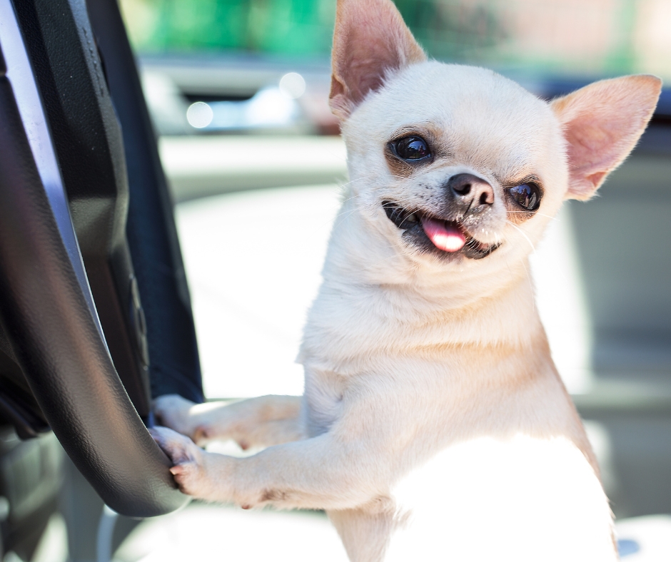 It's been pretty warm outside lately. Even warmer in a parked car. Hot, in fact! We're just sending out a friendly reminder to please not leave your pet in the car on warm days. Even after a few minutes in a parked car, temperatures can rise to a dangerous level for pets.