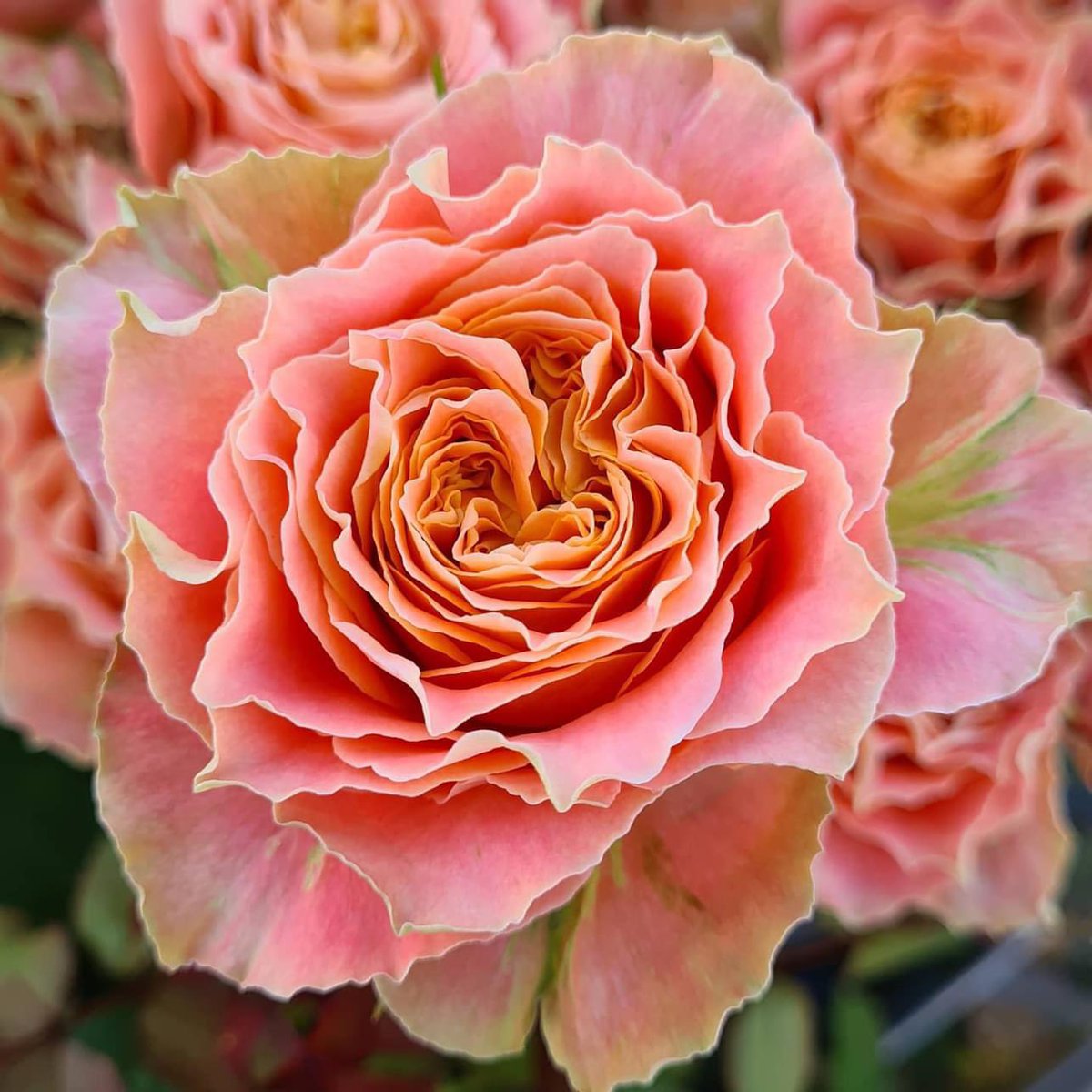 Flower Show tweet media