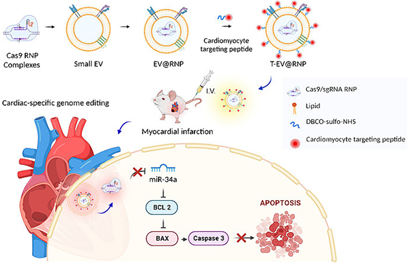 Small extracellular vesicle-mediated CRISPR-Cas9 RNP delivery for cardiac-specific genome editing. | Boyoung Joung & coworkers @yonsei_u | [50 days' free access] #GenomeEditing #CardiacSpecific #ExtracellularVesicle authors.elsevier.com/a/1j6OkcI2-5wq7