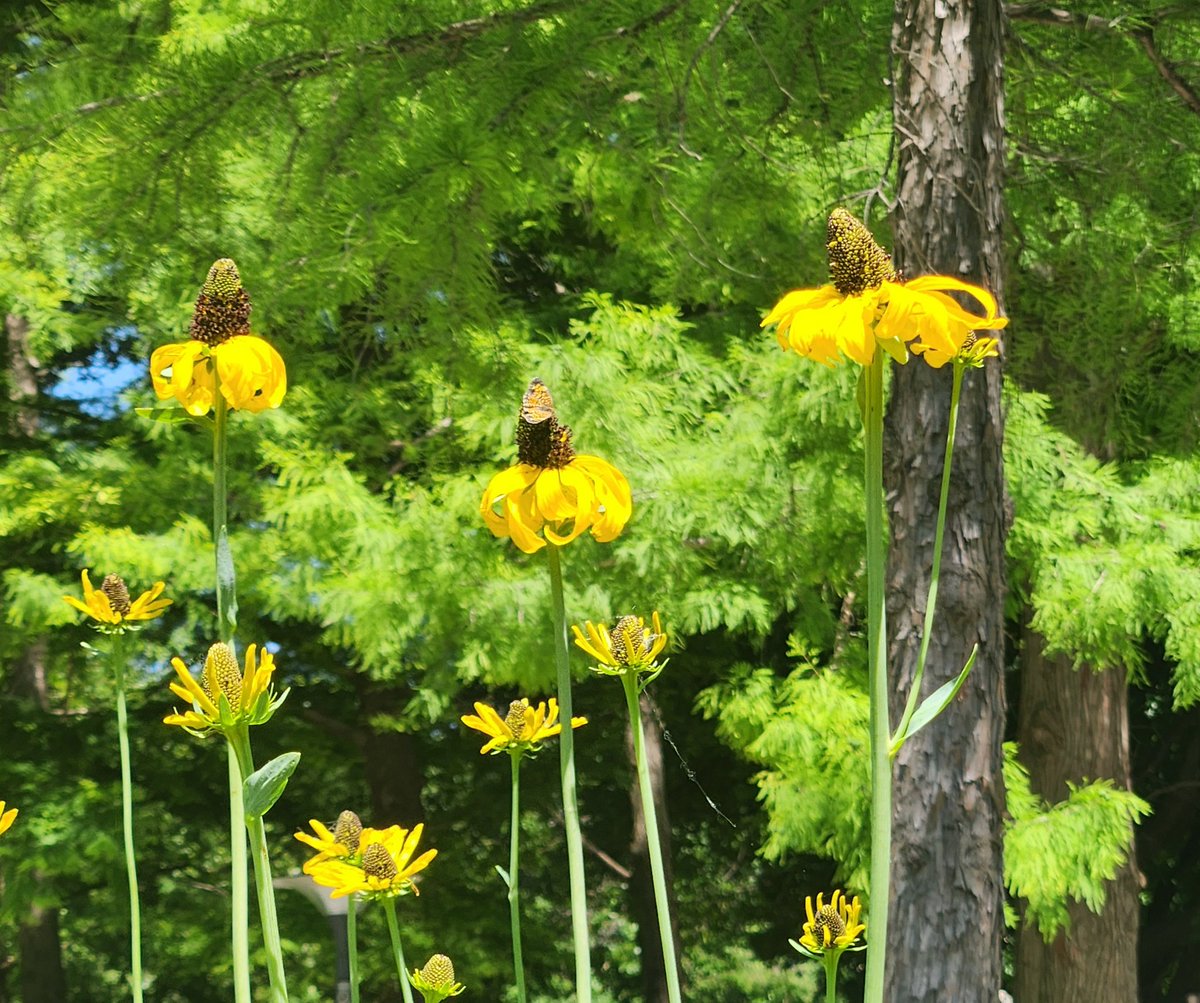 Can you see the butterfly? #flowers @myriadgardens