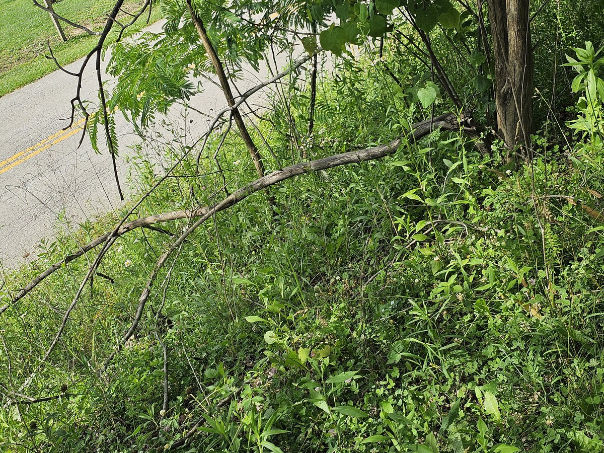 @Kentuckyweather @nwsjacksonky @JimWKYT Found these trees down or broke around my property in Estill Co today.