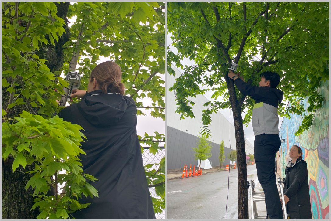 C-HEAT Study (@c_heatproject) on Twitter photo C-HEAT team installing temperature sensors for the 5th summer at the "Cool Block" in Chelsea. Watch video to learn more vimeo.com/799997127/de5a… <a href="/BUSPH/">Boston University School of Public Health</a> <a href="/GreenRootsEJ/">GreenRoots</a> <a href="/ChelseaGov_MA/">City of Chelsea</a> <a href="/IGS_BU/">BU Institute for Global Sustainability</a> <a href="/BarrFdn/">Barr Foundation</a> C-HEAT team installing temperature sensors for the 5th summer at the "Cool Block" in Chelsea. Watch video to learn more vimeo.com/799997127/de5a… <a href="/BUSPH/">Boston University School of Public Health</a> <a href="/GreenRootsEJ/">GreenRoots</a> <a href="/ChelseaGov_MA/">City of Chelsea</a> <a href="/IGS_BU/">BU Institute for Global Sustainability</a> <a href="/BarrFdn/">Barr Foundation</a>