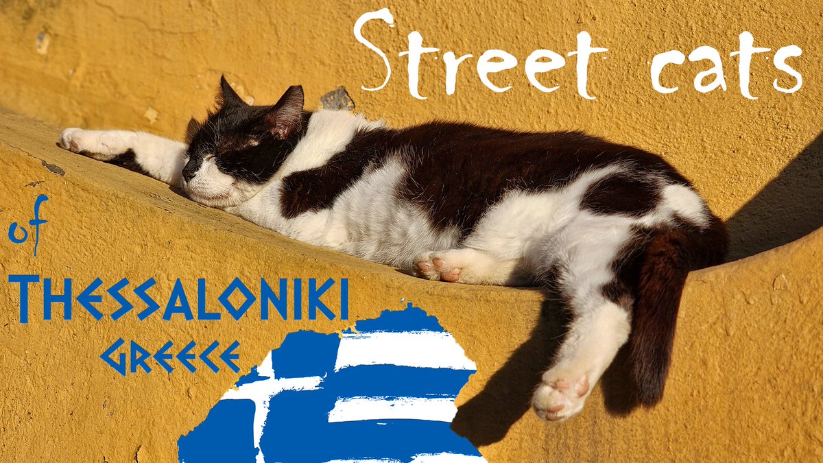Street cats of Thessaloniki, Greece

youtu.be/ksT-YN-4x4Y