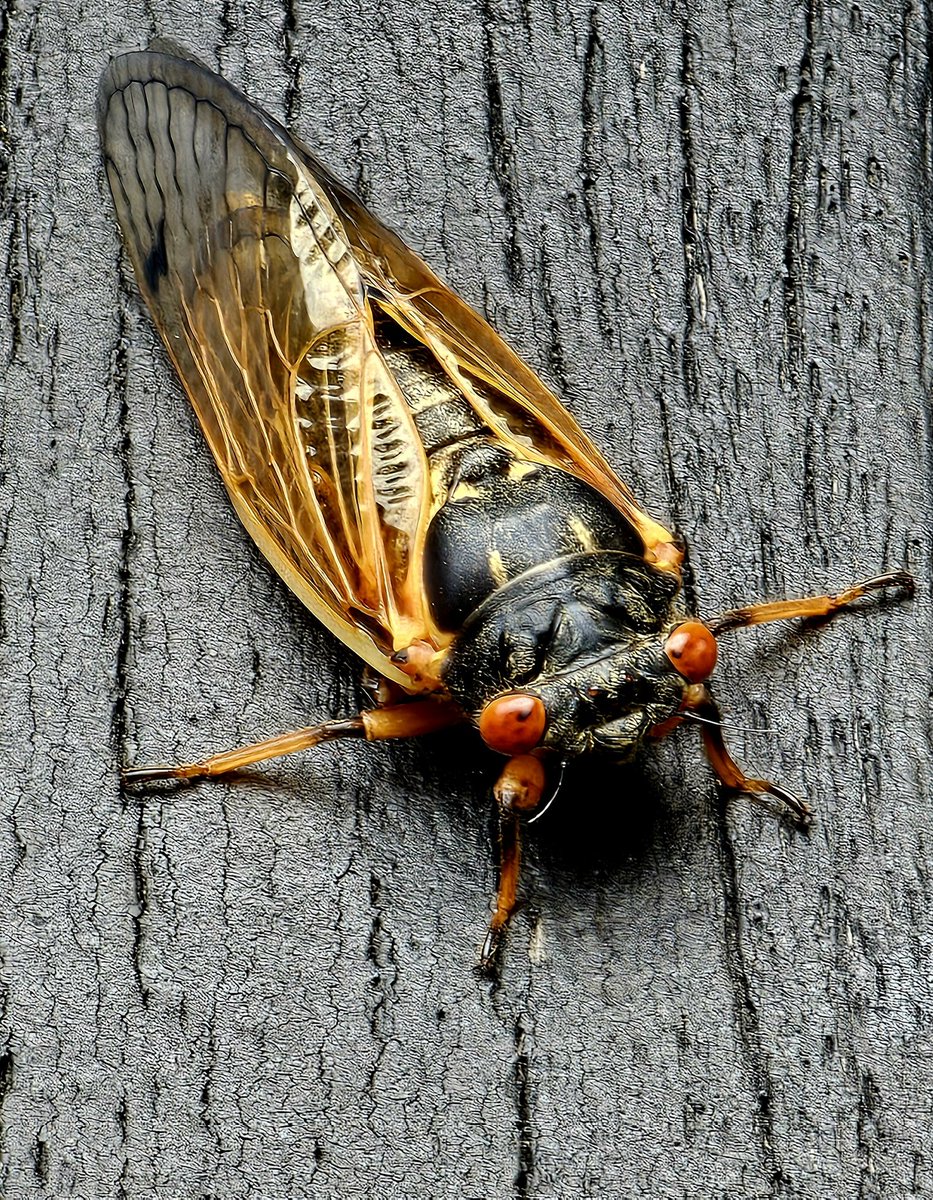 Back porch #cicada #cicadapalooza