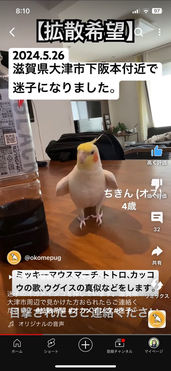 迷子のオカメインコを探しています。
動画も作りました。
滋賀県大津市周辺で見かけた方おられたらご連絡ください。
#拡散希望 #迷子インコ #オカメインコ

youtube.com/shorts/BcVuqNp…