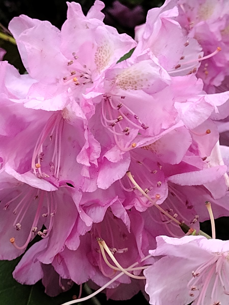 Rhododendron blossoms.  
#photography #springflowers