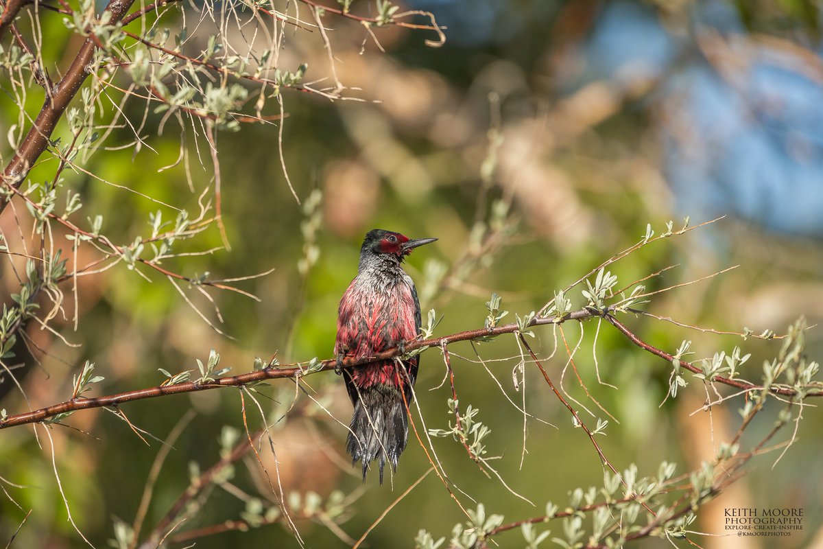 Stopped in YYC on my way back home from the Lightchasers Nature Photography Conference today & was lucky enough to find this rare to hear Lewis’s Woodpecker!! #yyc #yeg #wildlifephotography #BirdTwitter #lewisswoodpecker #canon #sigma #wildlife #photography