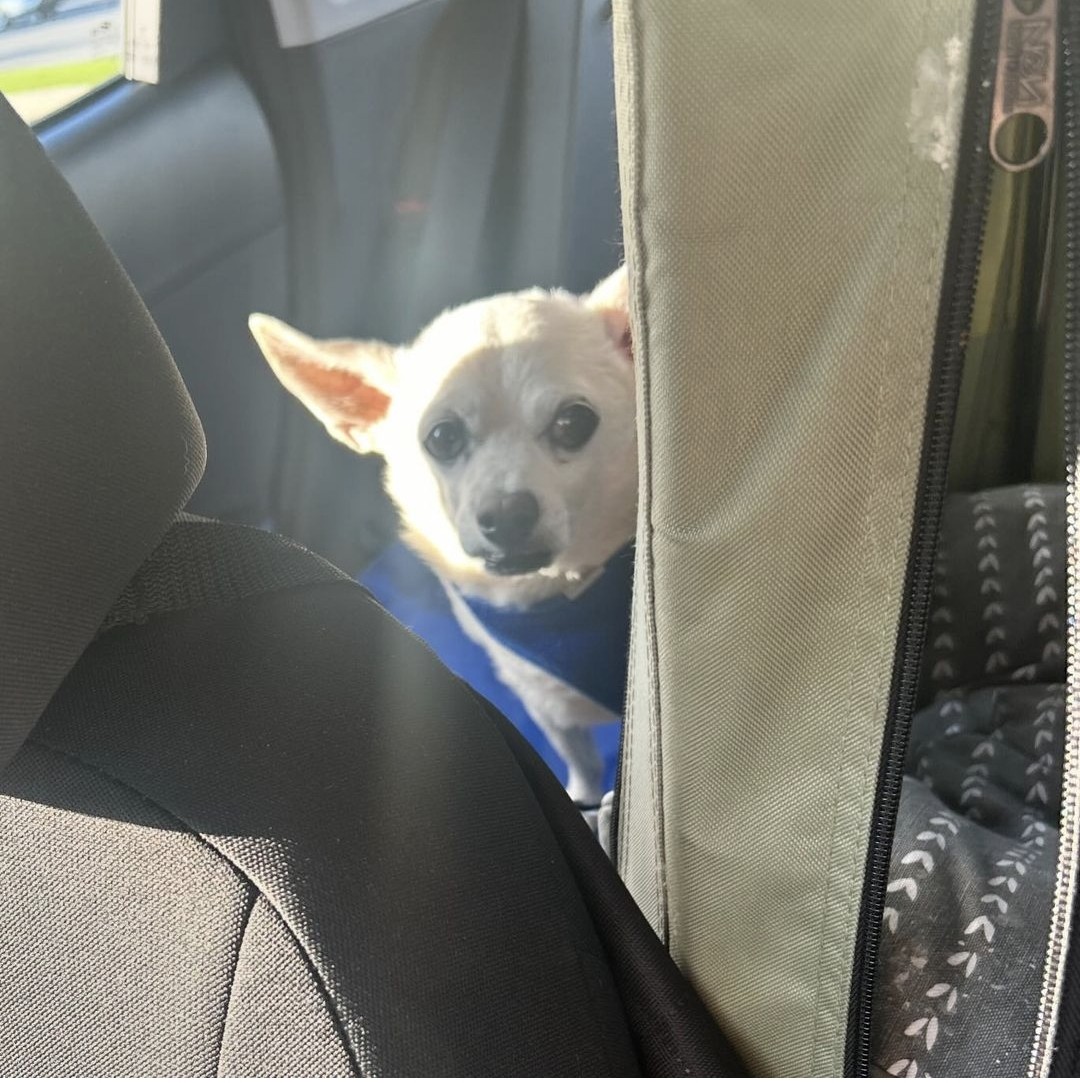 It's been a long time since I posted on here with my little boy 💔 my heart is so broken and I'm so lost. I miss looking in my mirror 🚗 and seeing my little baby looking at me. Ughhh... life is so hard when you lose your baby you spend 24/7 with. 😪😭🩷🐕🐾🐾