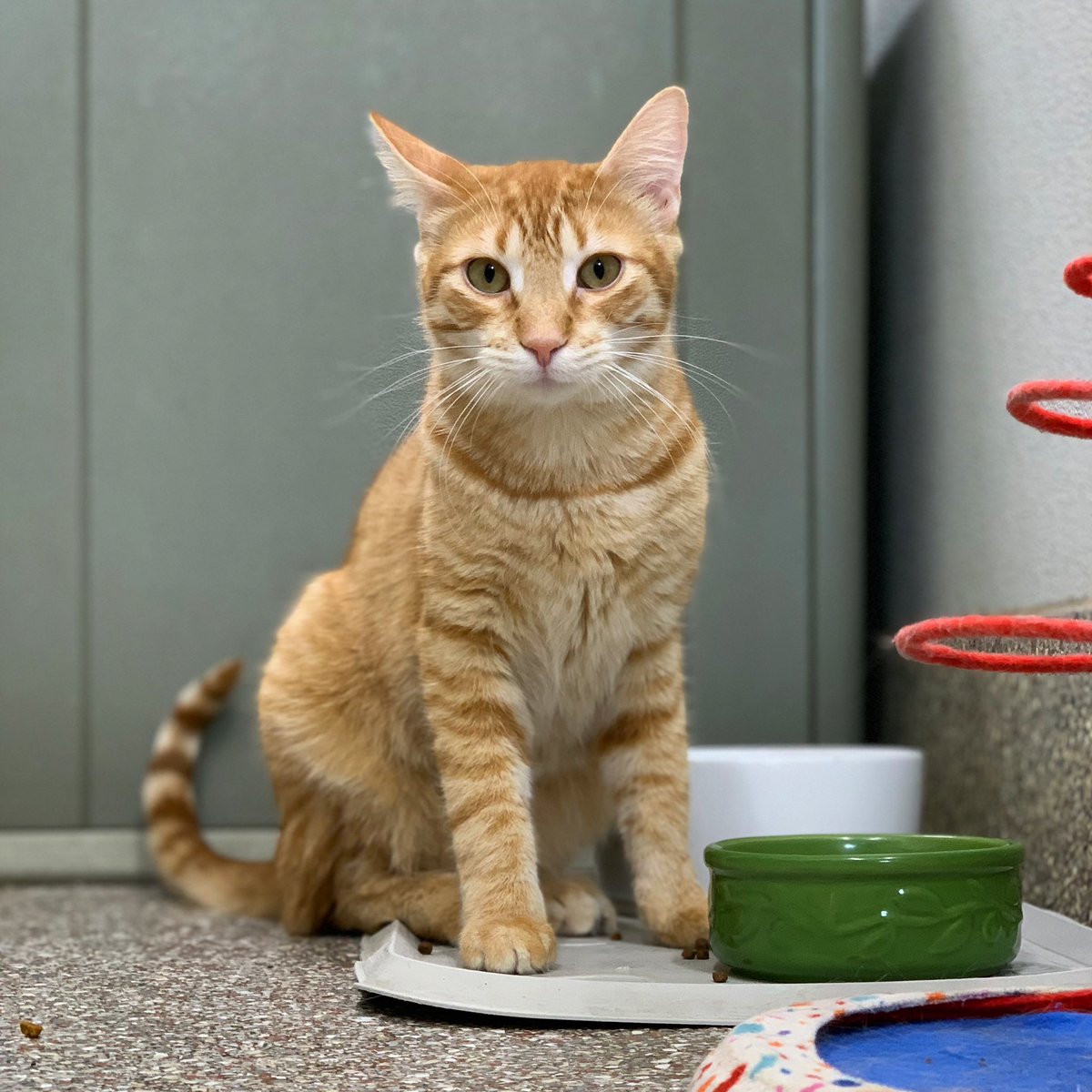 Sorel specifically asked for kibble sauce on the side.

cdhs.net #sheltercat #adoptdontshop #cats