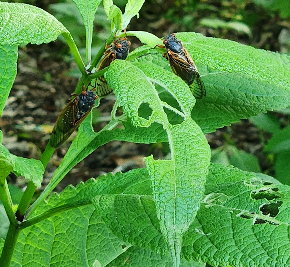 Cicadas are everywhere--on plants, tree leaves and flying around @MortonArboretum.