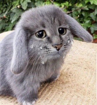 gorbsniffle96 🐰🥬 tweet media