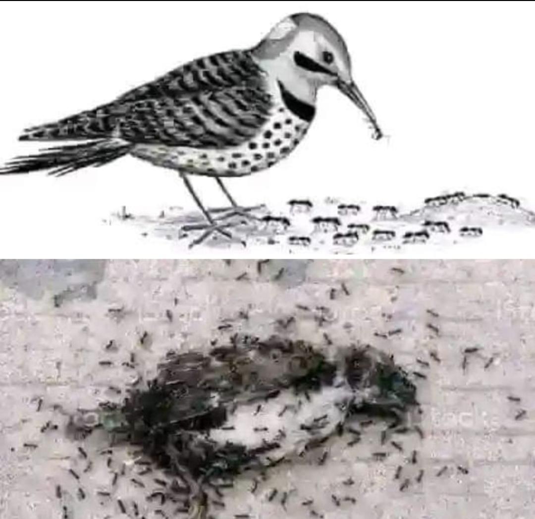 When the bird is alive, it eats the ants. When the bird dies, the ants eat the bird. Time and circumstances can change at any time. Never devalue or hurt anyone in life. You may be strong today but remember that time is stronger than you! One tree makes a million matchsticks,
