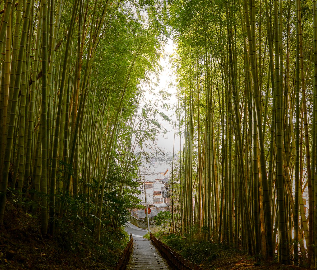 citycostjapan's tweet photo. Climb the steps through the bamboo tunnel of Hiyodori-Zaka in the city of Sakura, #Chiba, and come out onto Bukeyashiki-dori, a street of former #samurai houses.
📸https://t.co/1WvUB59Lzg https://t.co/qdbM9RbuBq