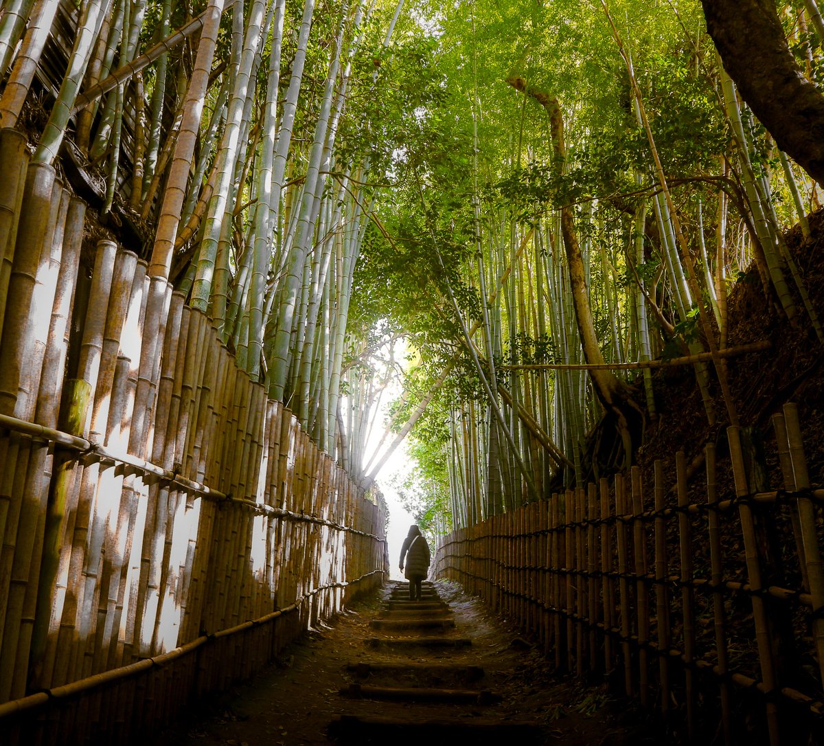 citycostjapan's tweet photo. Climb the steps through the bamboo tunnel of Hiyodori-Zaka in the city of Sakura, #Chiba, and come out onto Bukeyashiki-dori, a street of former #samurai houses.
📸https://t.co/1WvUB59Lzg https://t.co/qdbM9RbuBq