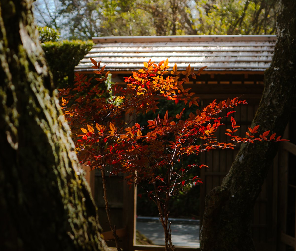citycostjapan's tweet photo. Climb the steps through the bamboo tunnel of Hiyodori-Zaka in the city of Sakura, #Chiba, and come out onto Bukeyashiki-dori, a street of former #samurai houses.
📸https://t.co/1WvUB59Lzg https://t.co/qdbM9RbuBq