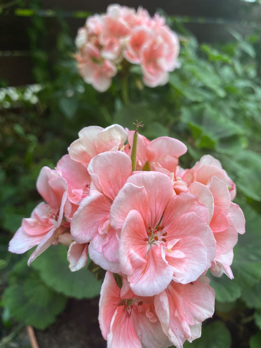 @Marzena99557145 Dzień dobry Marzenko ☀️miłego dnia 😊🌿troszkę spóźniłam się z pelargoniami 🌸