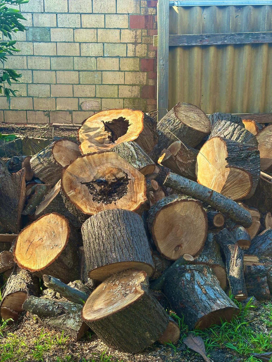 つ…ついにチェーンソーを買ってしまった🪚
まさかこんな物を使う日が来るなんて
🇦🇺の田舎で生活をしてみて、
人生での初めてがいまだに増えてくる