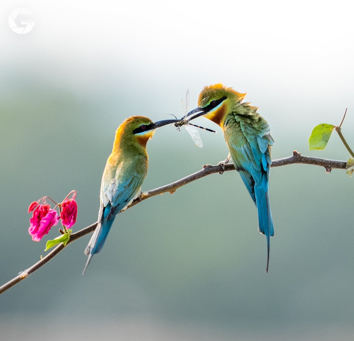 A pair of blue-tailed bee-eaters share a tasty dragonfly in Chengmai, Hainan
Photographer: Li Tianping
#hainangeo #birdwatching #beeeaters #粟喉蜂虎 #tropicalisland #photography