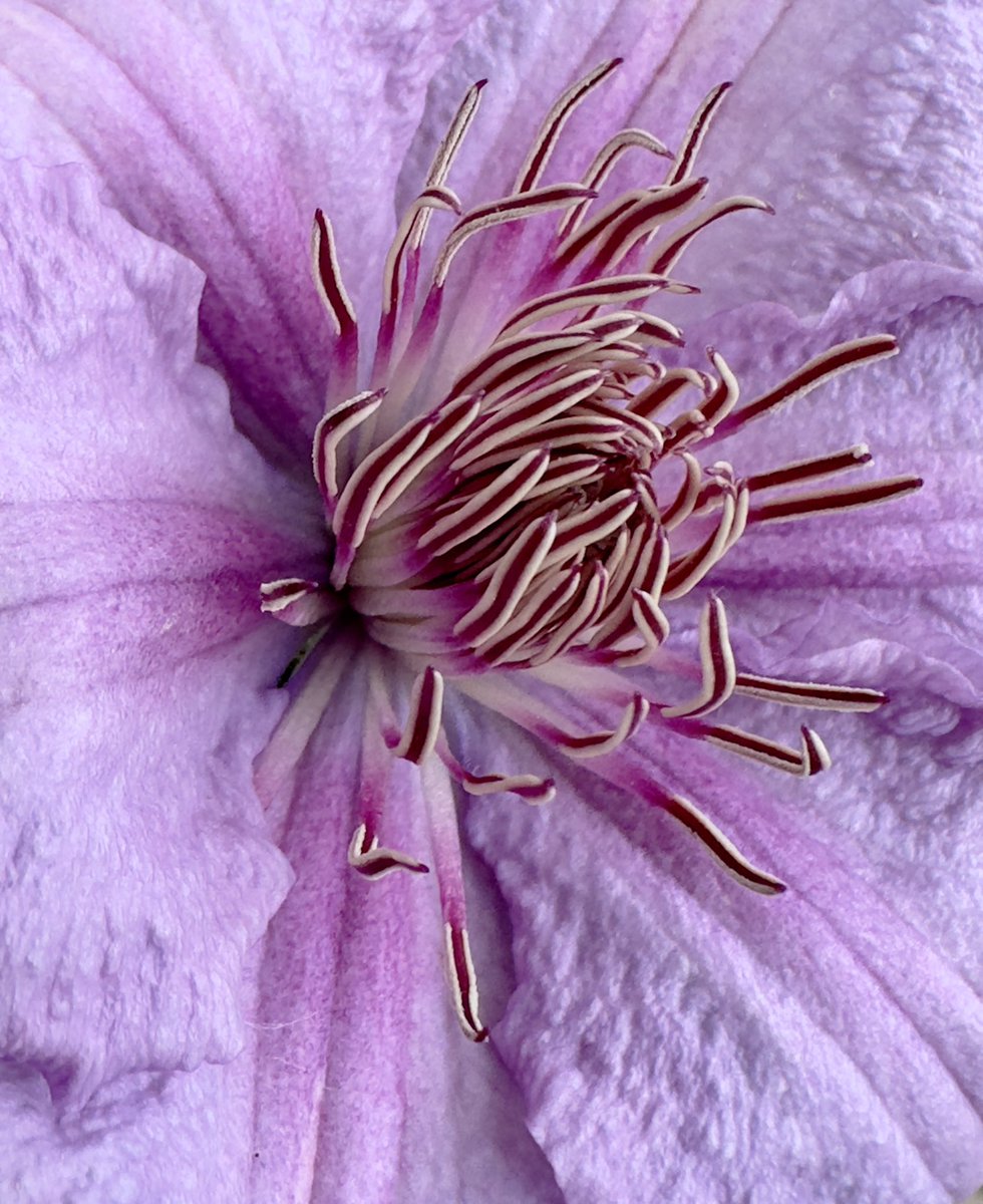 Clematis ‘Hagley Hybrid’. @sjgiardini @ThePhotoHour @cameralab21 #clematis #springflowers #flowers