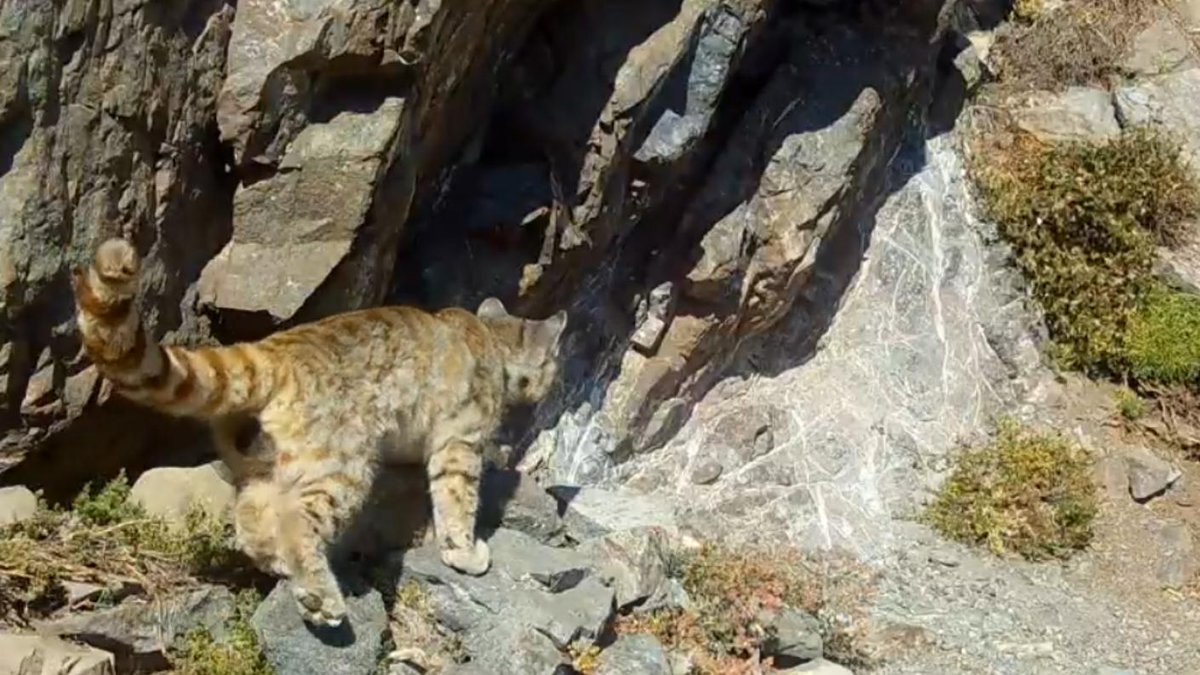 Captan histórico avistamiento de gato andino que se creía extinto en la zona central de Chile bit.ly/3KmfkUl