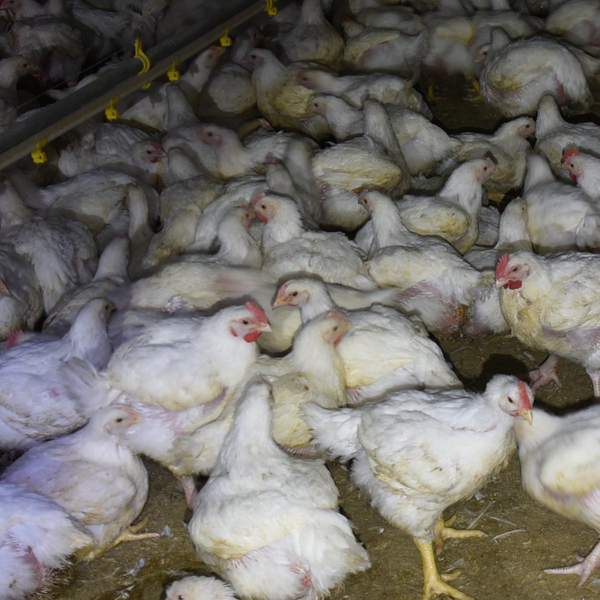 Here are your cage-free chickens. The industry will show you happy chickens in a field of grass, but this is the reality. #AnimalCruelty #CageFree