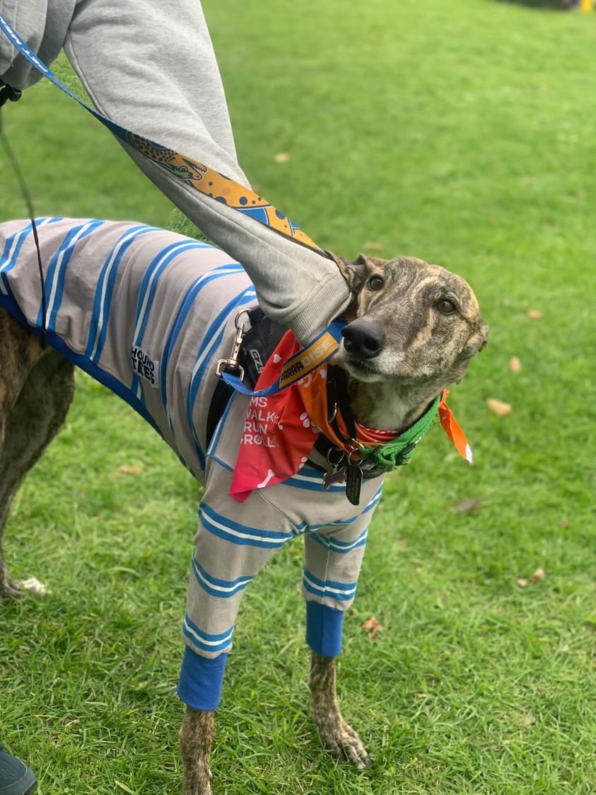 raven_starvox's tweet image. My sweet girl Waffles is 4 years old today! The light of my life; the most beautiful dog you can imagine, and the star of her neighbourhood fan club. Happy birthday goofball 💜 love you so very much 🐾 
#dogbirthday 
#greyhound