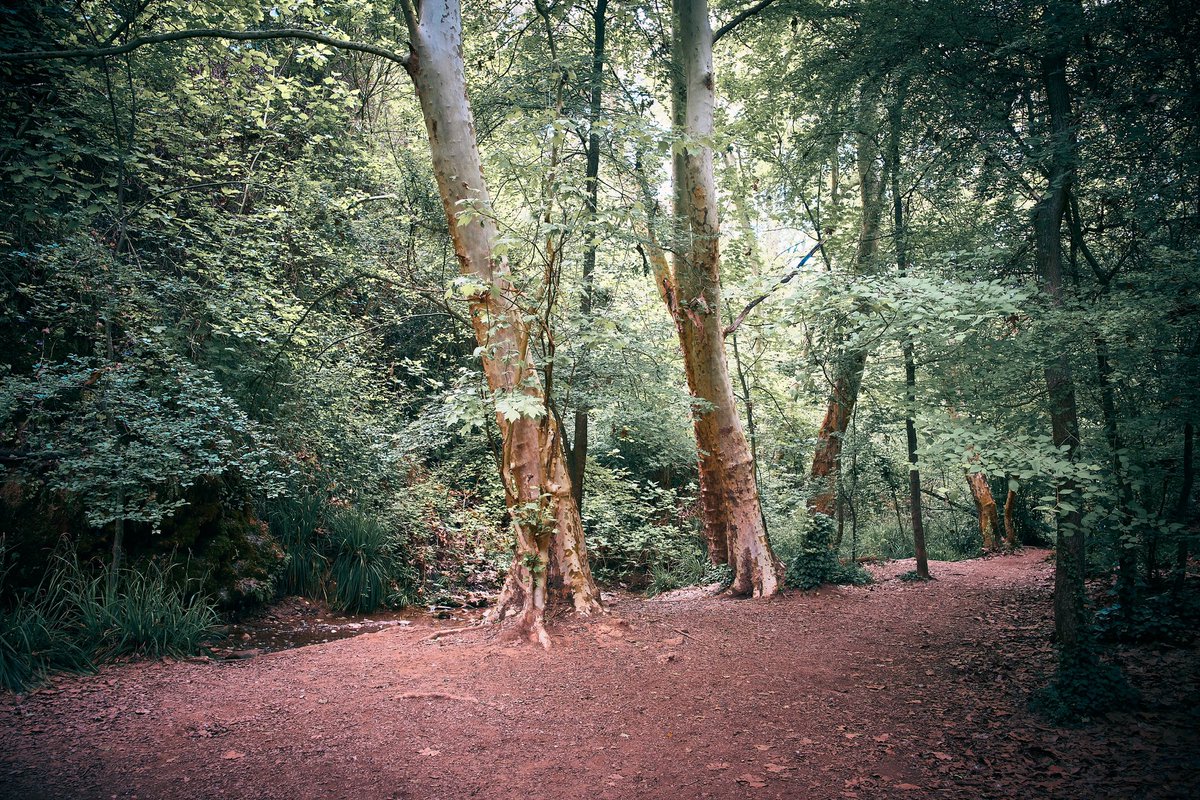 Riparian forest 📸 Fujifilm X-T4 📷 Fujinon XF 16-55mm F2.8 R LM WR 📍 Torrent de Colobrers, Castellar del Vallès - Sabadell, Vallès Occidental #forest #photography