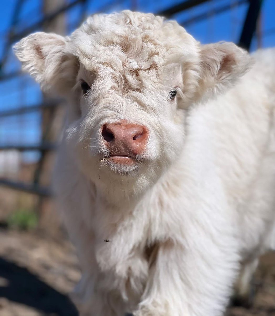 The sweetest face EVER

 #highlandcattle #babycalf #fluffycows #cowsofinstagram #highlandcows