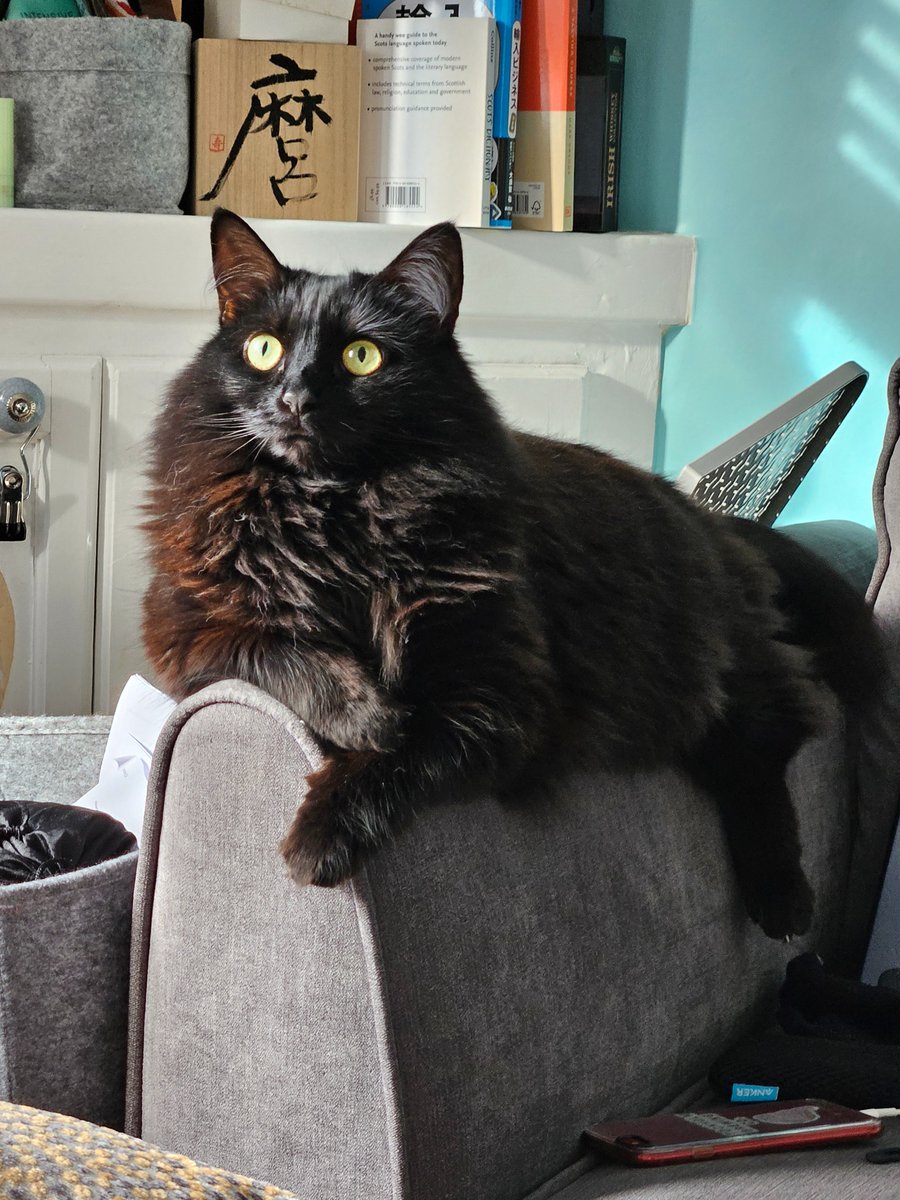 Majestic ✨️