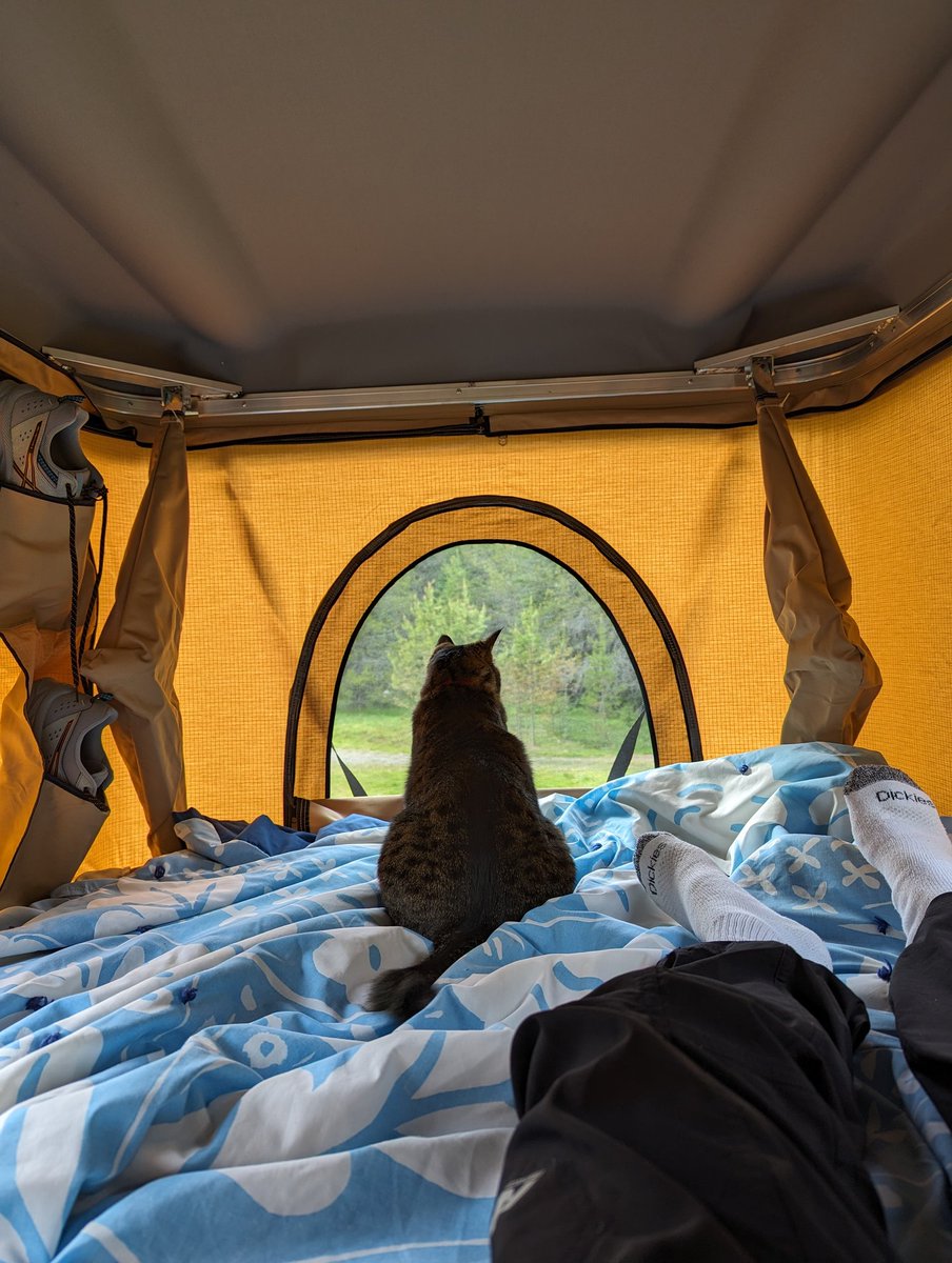 Elwood has a great view of the forest from inside our new car topper tent 🏕️😸