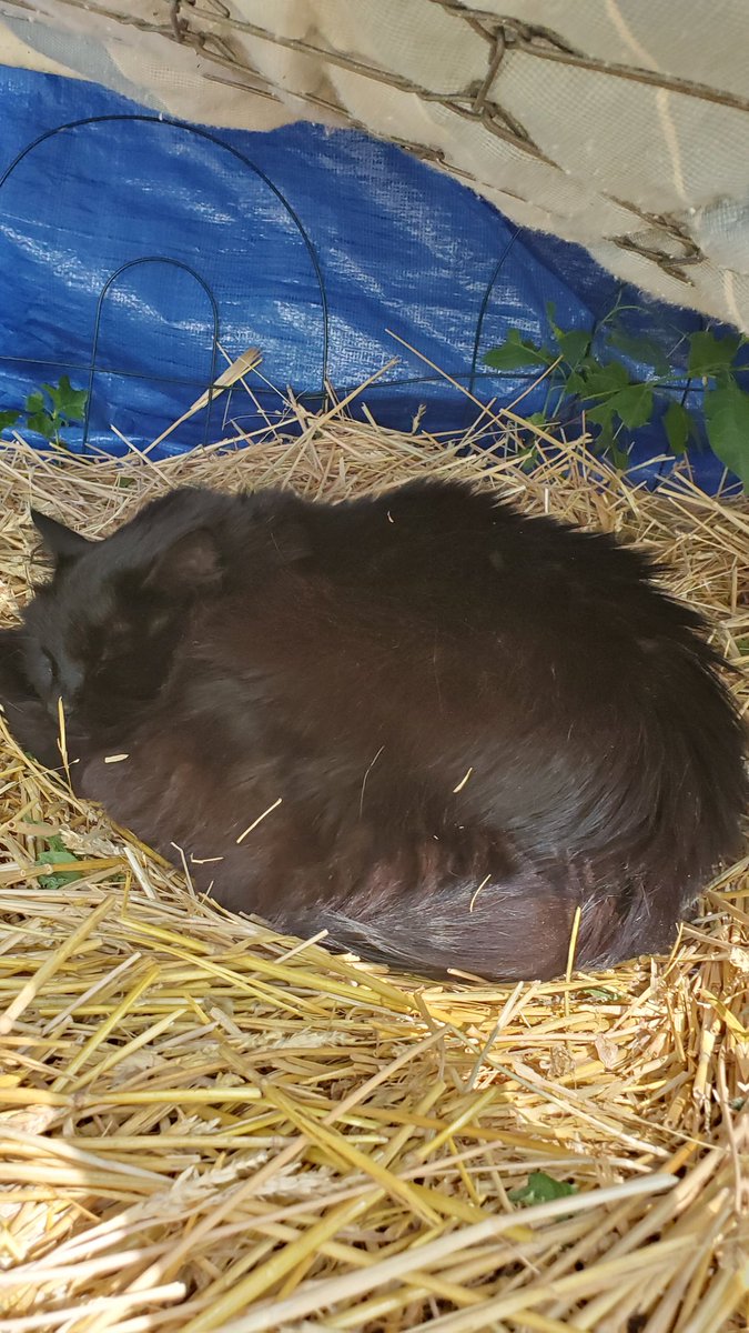 bobfafo2020's tweet photo. @howllr @peachykeen54 @DrjimPhifer @DougMonroe17 @michellefloraa @rachel_garniss @yamane_patricia @mini_bubbly @STabbytosavit @SCee57 Even though she hates pictures of herself.
She was napping while I was working out today. #professionalnapper π€£π₯° https://t.co/MTm2CfBgCM