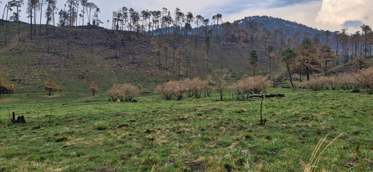 TlalpanVecinos's tweet photo. Nos piden compartir lo siguiente:

Subí al Ajusco y es preocupante ver la deforestación en la zona. Ojalá se pueda hacer algo al respecto, ya sea mediante una campaña de alguna asociación o uniéndonos como vecinos. https://t.co/29UkcYsY27