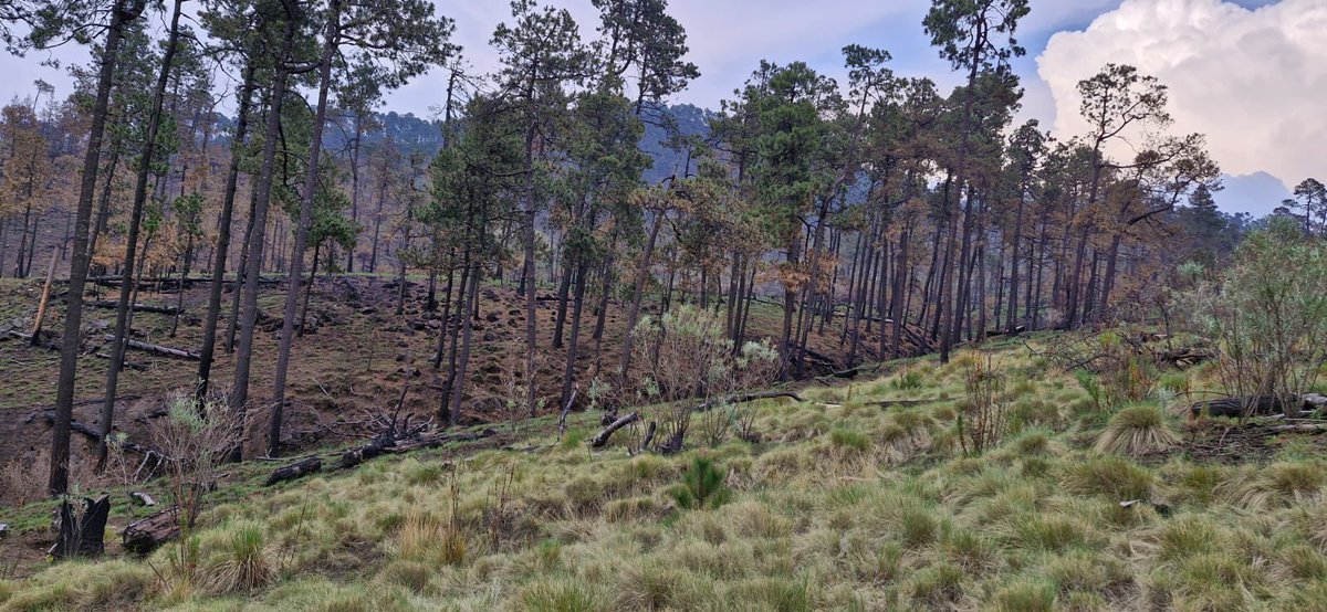 TlalpanVecinos's tweet photo. Nos piden compartir lo siguiente:

Subí al Ajusco y es preocupante ver la deforestación en la zona. Ojalá se pueda hacer algo al respecto, ya sea mediante una campaña de alguna asociación o uniéndonos como vecinos. https://t.co/29UkcYsY27