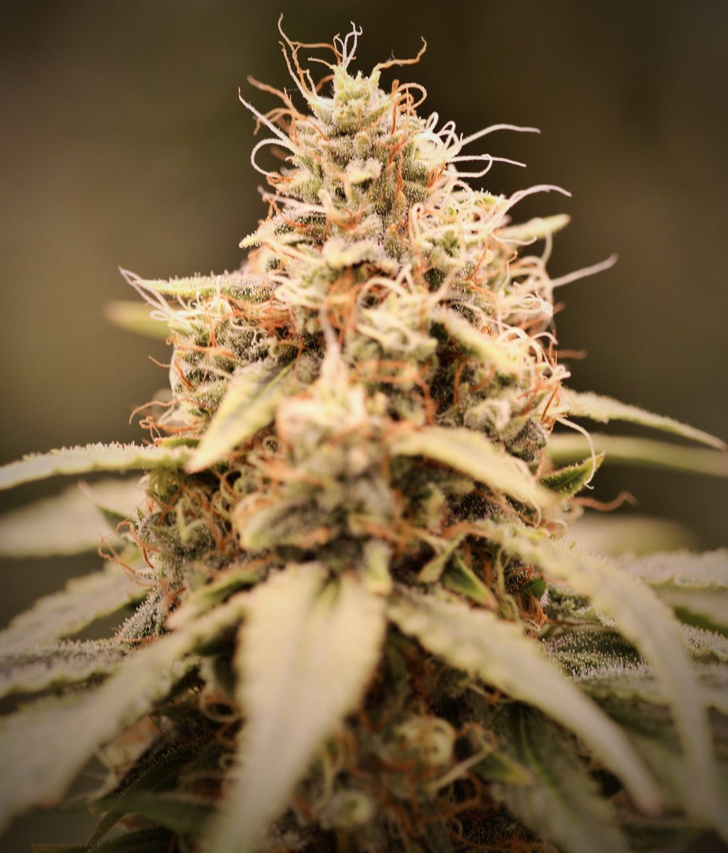 ChimpaGrow (@chimpagrow) on Twitter photo 