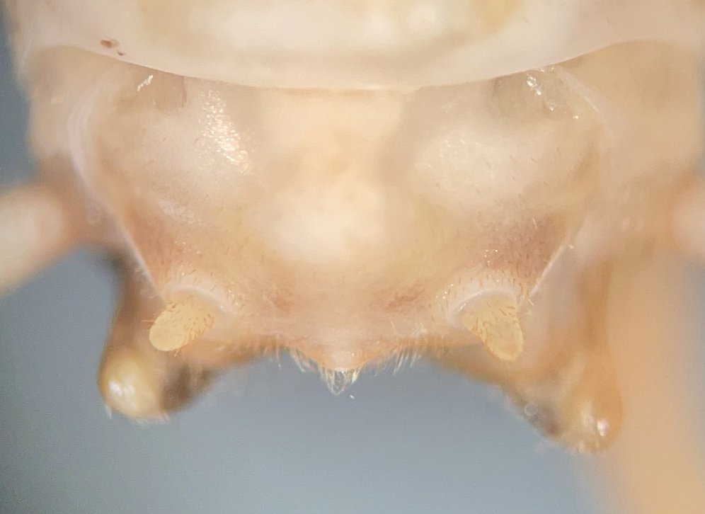 Orthoptera people, have you ever seen anything like this? The male subgenital plate of this cave cricket (Rhaphidophoridae) has absolutely enormous styli (L) compared to typical morphology (R). Looks like a walrus! #entomology #taxonomy