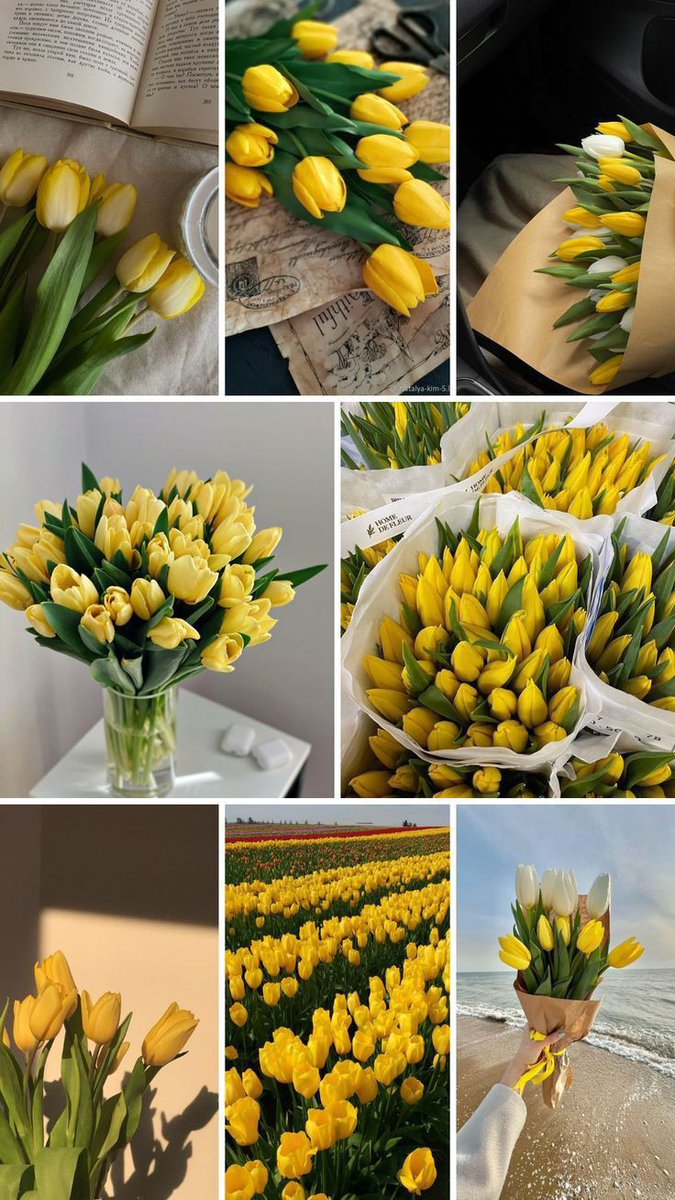 Yellow tulips