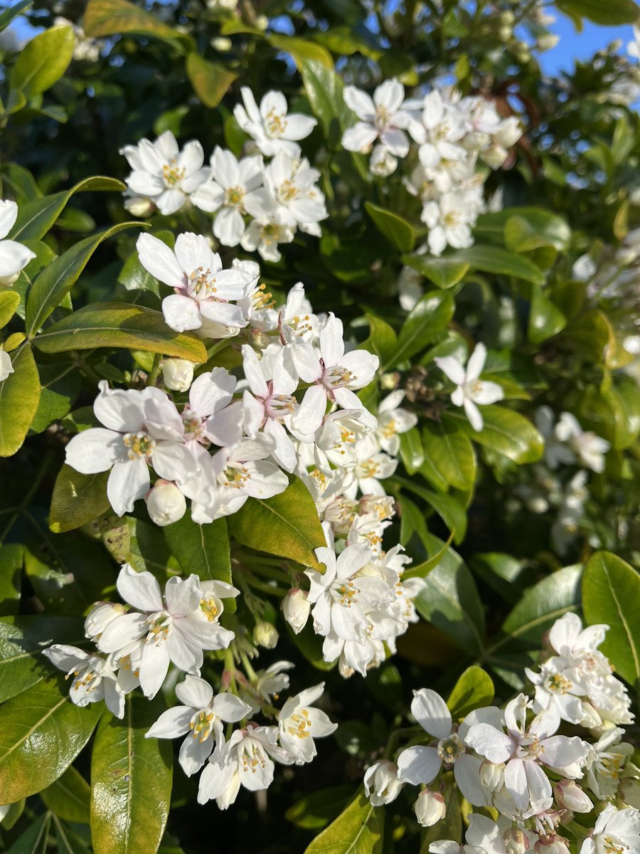 Lovely morning running around the streets with just a few days left of autumn still shirts & shorts in North West Tasmania.  Flowers are getting more difficult to find but this bush is definitely enjoying the cool/warm weather #enjoythelittlethings #keepsafe #enjoytheday