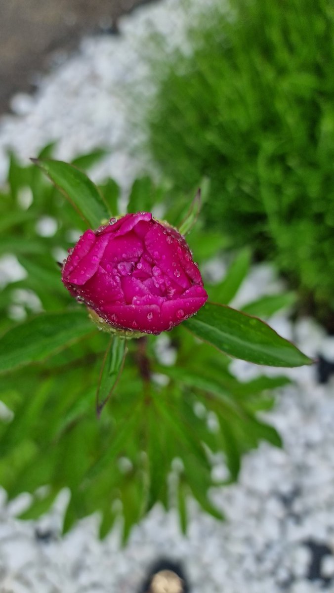 Post a picture just clicked. My front yard these days. May 27 , 2024 #Raindrops #Mayshowers #peonies