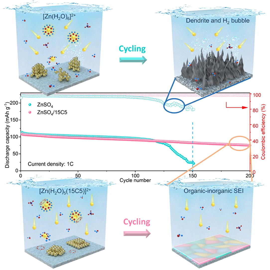 Researchers @BIT1940 have proposed a multifunctional electrolyte engineering to enhance the cycle life of aqueous Zn2+ ion batteries with macrocyclic crown ether as the host agent for Zn2+ ions. doi.org/10.1016/j.scib… @ElsevierEnergy @SciencNews @BatteryPapers #AqueousBatteries