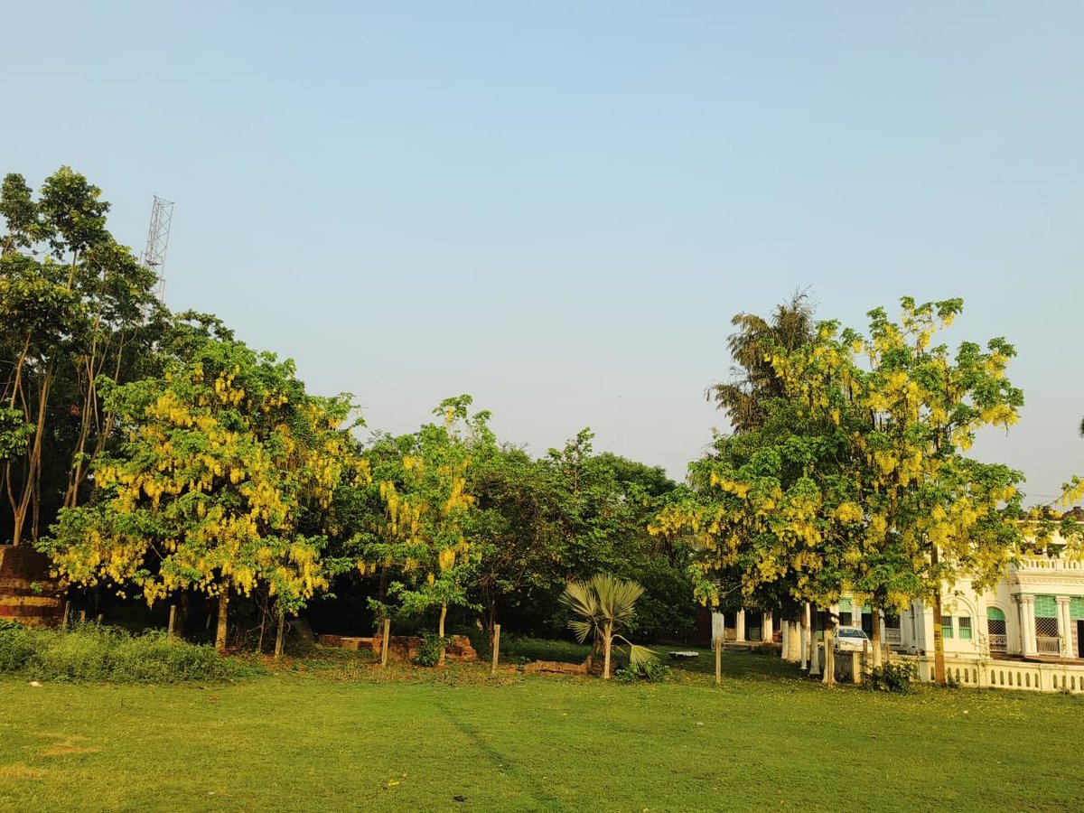 Amaltas in full bloom and our family friends’ haveli in the background.
Picture from rural Purnea district of Bihar.