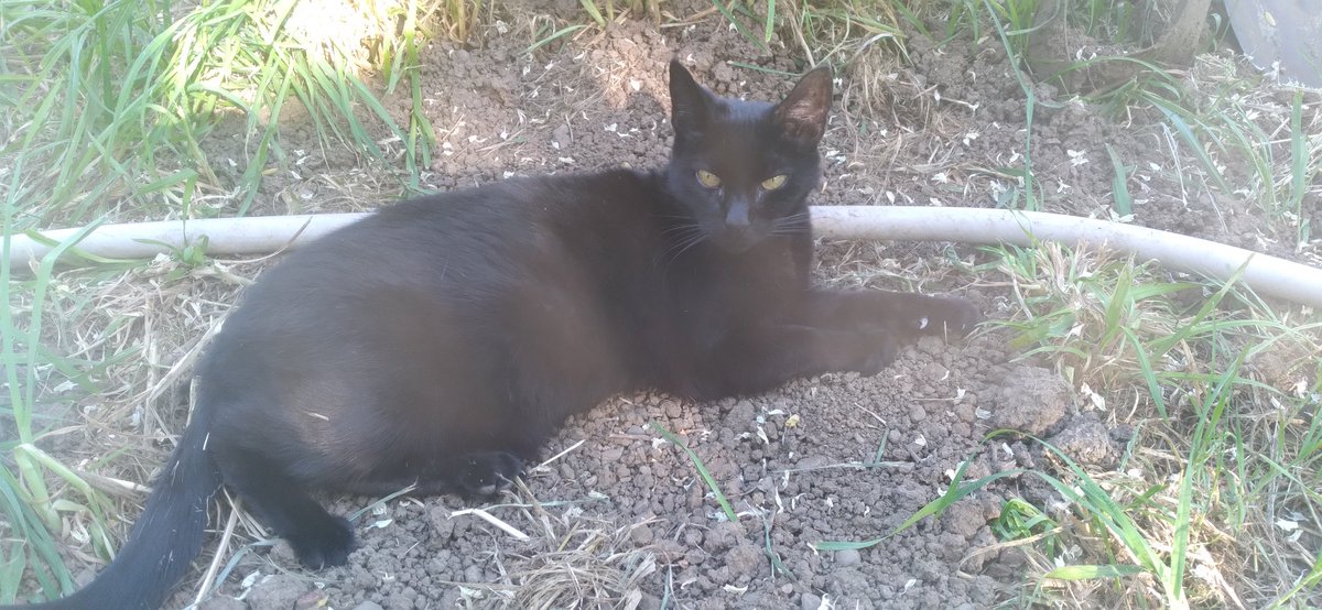 Raven laying on Miss Kate's grave. I called them step sisters. Aside from 14 years of sibling rivalry, they loved each other and protected each other.