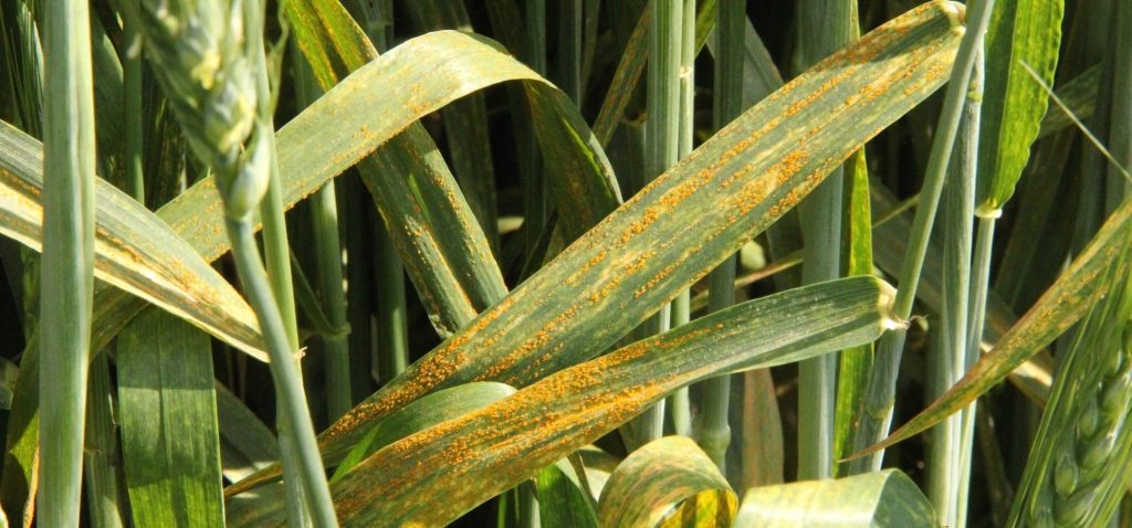 RealAg Radio: Scouting for stripe rust, herbicide layering, and weed control, May 27, 2024 #cdnag #ontag #westcdnag #RealAgRadio ow.ly/eUNL50RXixZ